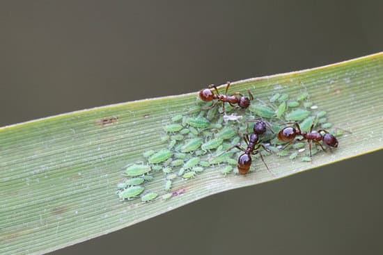 canva ants herding aphids MADPr1QpWCo