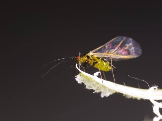 canva aphid MADBJFpb5Fc
