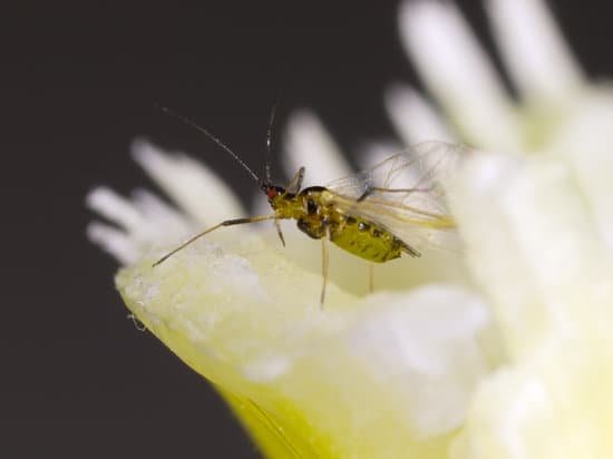 canva aphid MADBKynamMo