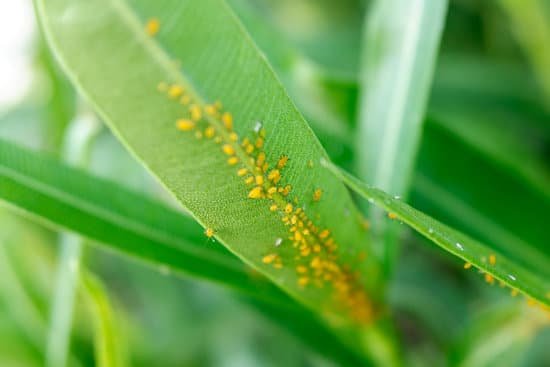 canva aphid infestation on a plant MAEEcVFLukA