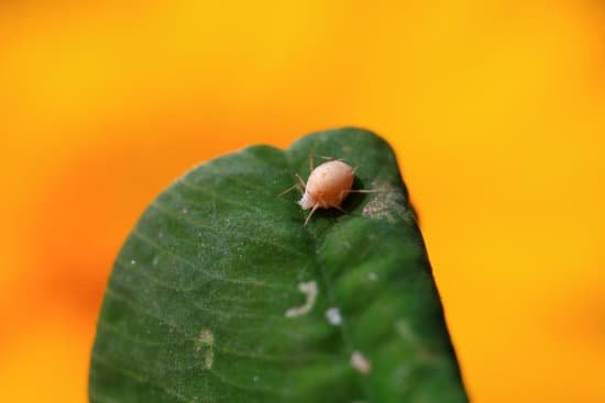 canva aphid shell MADMQJBKGTE