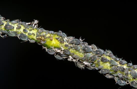 canva aphids MAC9ASDHUrE