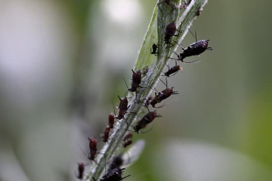 canva aphids