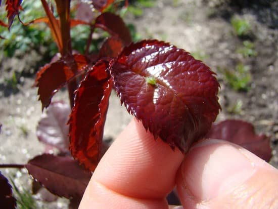 canva aphids MADCT4EuXOw