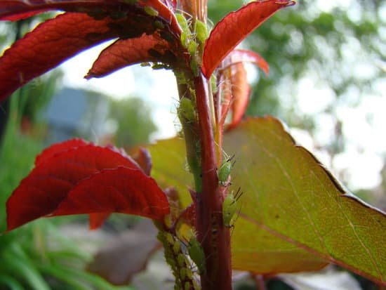 canva aphids MADCUCzPkk4