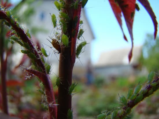 canva aphids MADCUEh3Fw0