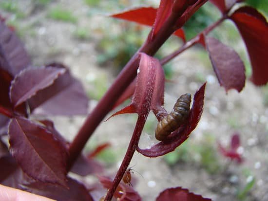 canva aphids MADCUKFsZZA