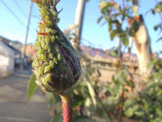 canva aphids MADUZcNHFfM