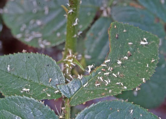 canva aphids MADUp7w7fRQ