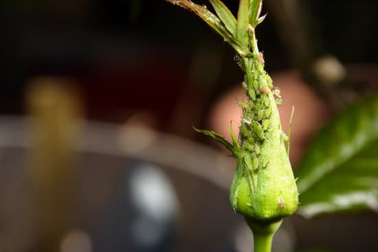 canva aphids MADmXKRwX g