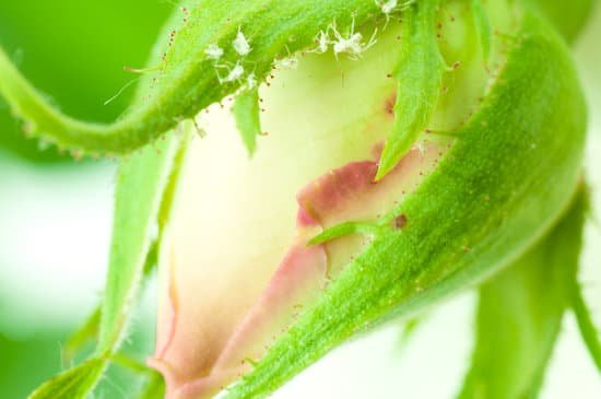 canva aphids MAEEIba3Za4