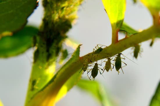 canva aphids MAEEUfugHoY