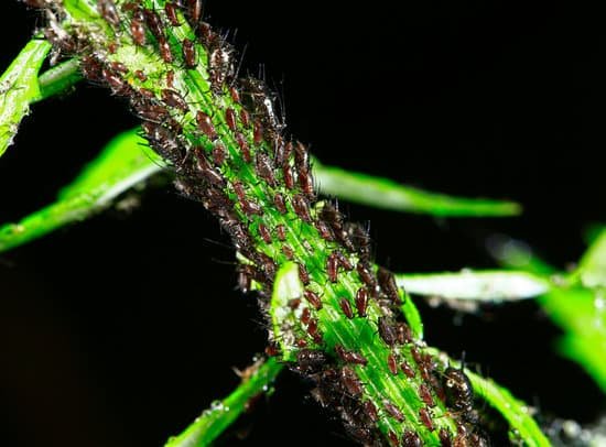 canva aphids close up MAC rIZNZYI