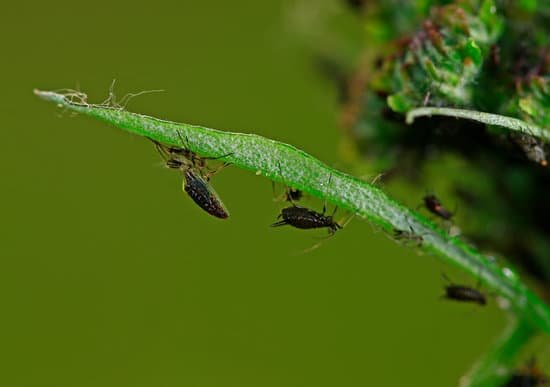 canva aphids close up MAC5SMGEb30