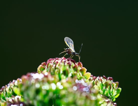 canva aphids close up MAC6XJbnWkM