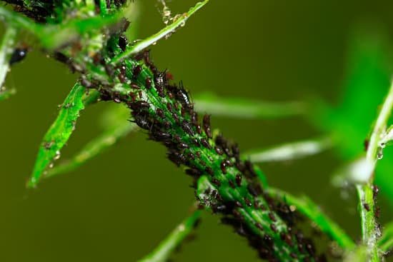 canva aphids close up MAC7iQwHmgE