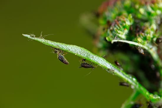 canva aphids close up MAC7iVXBBqg