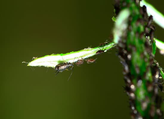 canva aphids close up MAC Jhg4aj4