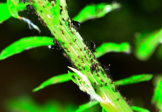 canva aphids close up MAC JmZoBwo