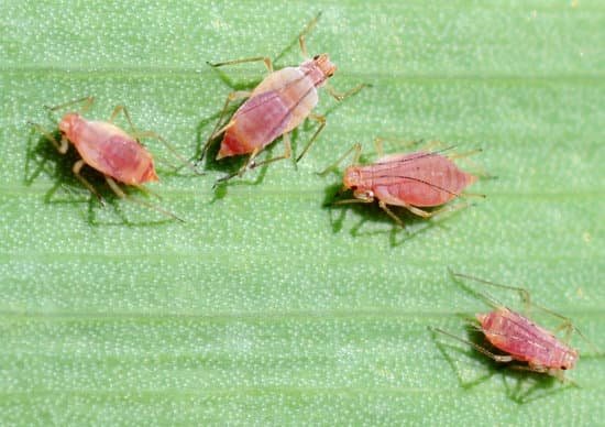canva aphids macrosiphum species MAEI3L TF5g