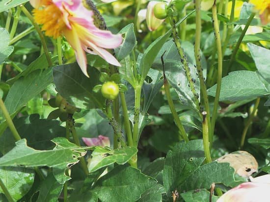 canva aphids on a plant MADA4P8AKlw