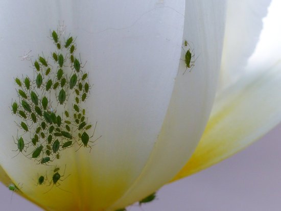 canva aphids on a tulip MADF9eUqktI