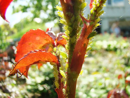 canva aphids on roses MADFOKYoAG0