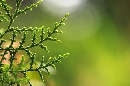 canva arborvitae MADBjMyDEC4