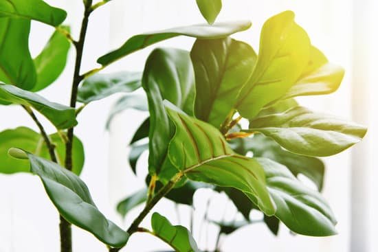 canva artificial plant closed up of fiddle leaf fig tree and monstera planted in black pot indoor tropical houseplant for home and living room interior. MAEFy89K0ws