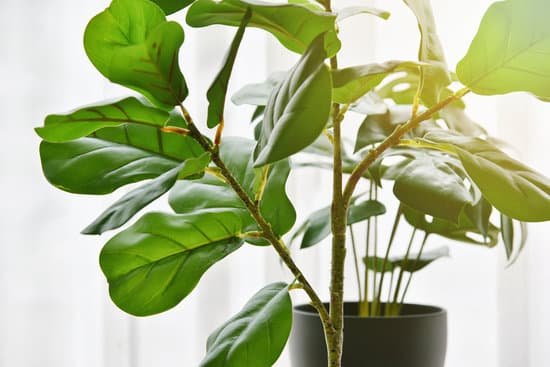 canva artificial plant closed up of fiddle leaf fig tree and monstera planted in black pot indoor tropical houseplant for home and living room interior. MAEGj4OkM6Q