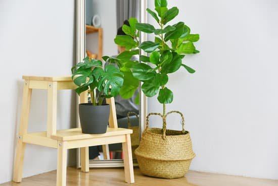 canva artificial plant fiddle leaf fig tree and monstera planted in black pot on room corner indoor tropical houseplant for home and living room interior. MAEFZYa Xtg