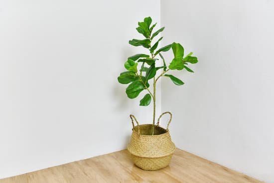 canva artificial plant fiddle leaf fig tree on room corner indoor tropical houseplant for home and living room interior. MAEE63Tw7rs