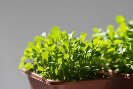 canva arugula in plastic pots MAEBq6SGOdQ
