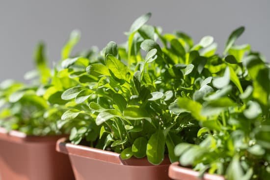 canva arugula in plastic pots MAEBq6b 1w