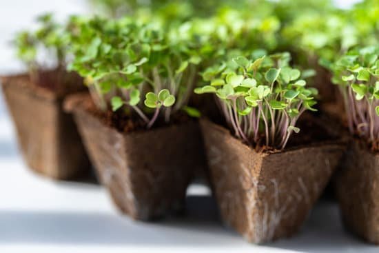 canva arugula sprouts in peat pots MAEBqzm Bno