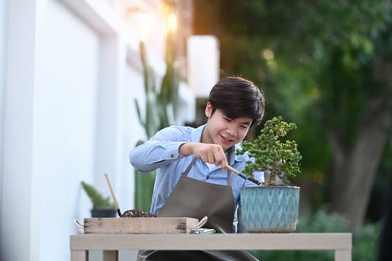 canva asian young man wearing apron caring for plant bonsai at home. MAEOe1jlH5c