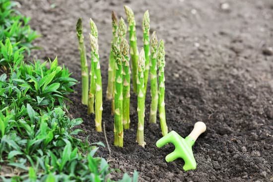 canva asparagus in soil MAD MTgf1Qc
