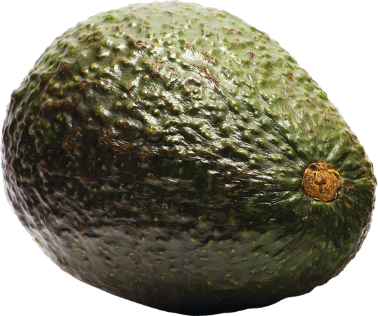 canva avocado