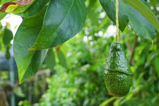 canva avocado growing on a tree MAEQebFn8eE