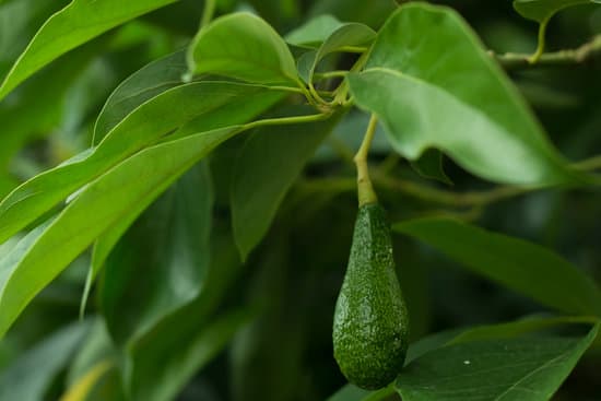 canva avocado tree with leaves and fruit MAEQf94VPY0