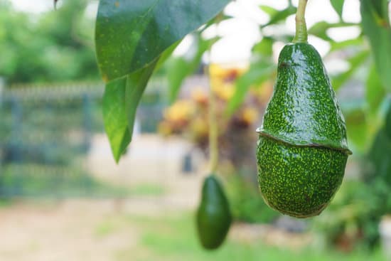 canva avocados growing on a tree MAEQeQPbGvQ