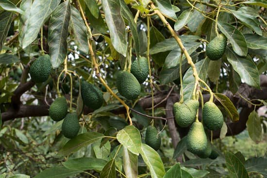 canva avocados on an avocado tree farm MAChIhmh3Tw