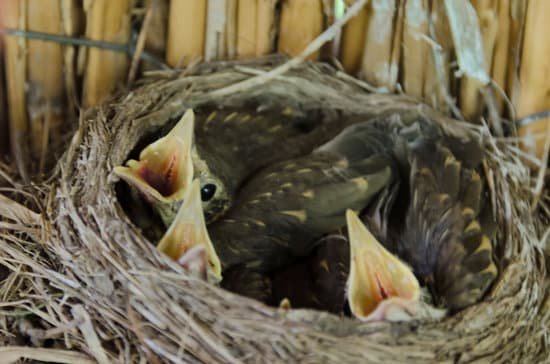 canva baby birds in nest crying to be feed MABZfRaHAzc