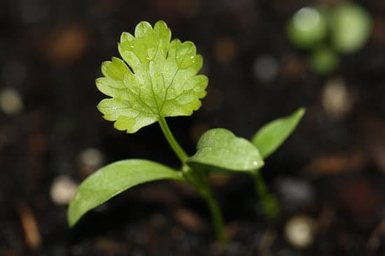 canva baby cilantro plant MADasBaCFQc