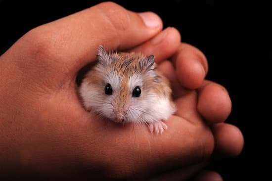 canva baby hamster MAC6h3n8WGw