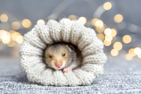 canva baby hamster peeking from a knitted sock up close MAEQHNMiOQI