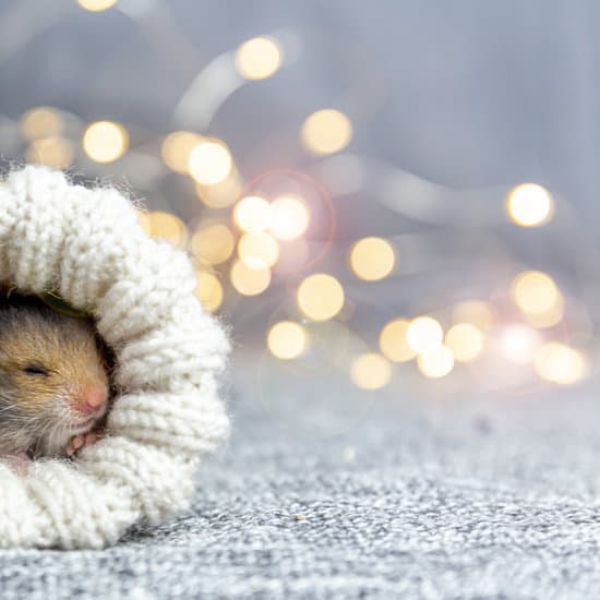 canva baby hamster sleeps in a knitted sock MAEQHEnQUvo