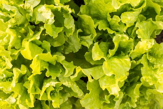 canva background of lettuce leaves MAEQYVFBr9c