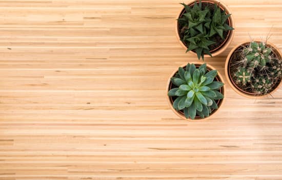 canva background with potted succulent and cactus plants on hardwood MAEOqjknwaA