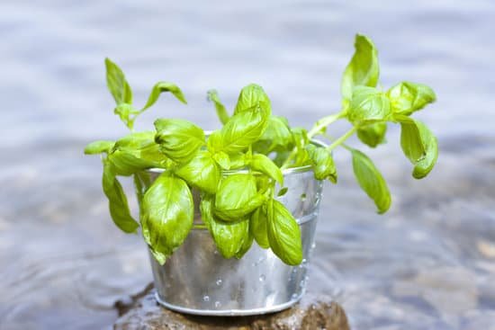 canva basil MAC JcPG9 k